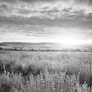 Meadow of lavender.
