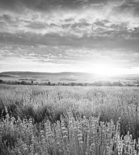 Meadow of lavender.